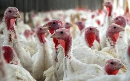 Second Avian Flu Outbreak Hits Irish Turkey Farm With Highly Contagious Strain Confirmed