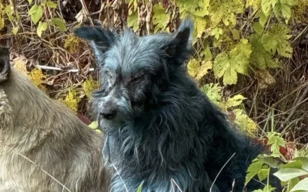 Researchers Reveal Why Chernobyl’s Stray Dogs Are Turning Blue