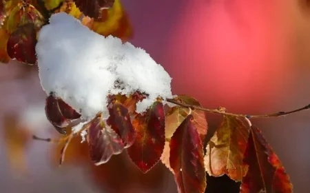 Snow Forecast in Akron-Canton: Find Out When Flakes Will Fly