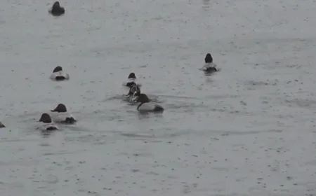 Weekend Rainfall Expected; Significant Temperature Swings Without Cold Snap on Test Day