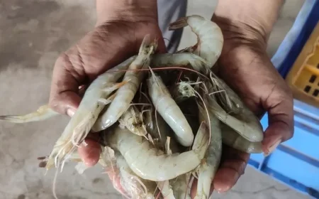 India’s Position as World’s Second-Largest Shrimp Producer Faces New Threats
