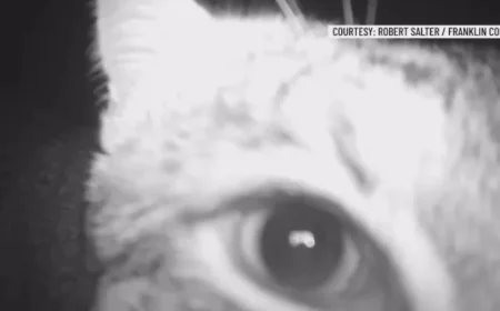 Trail Camera Captures Curious Bobcat in Franklin County Encounter