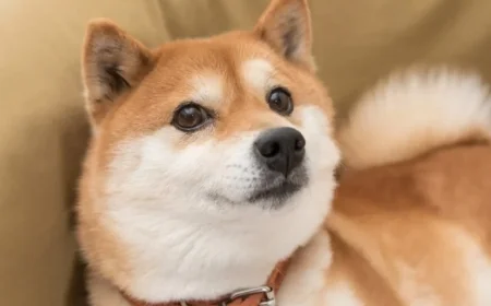 Dogecoin vs Shiba Inu: Which Under $1 Cryptocurrency to Buy?
