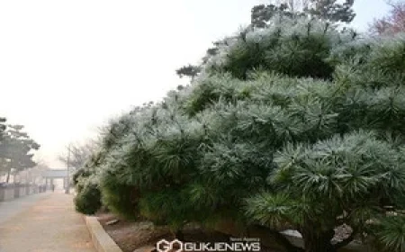 Weather Alert Dense Fog Reduces Visibility to Under 200m in Honam Region Icy Roads and Hazardous Driving Conditions