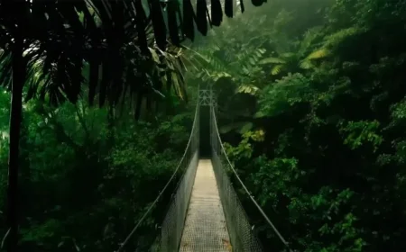 Discover the Jungle Filming Location of I’m A Celeb