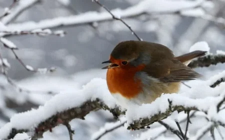 UK Braces for Snowfall Today with Rapid Temperature Drop Across the Country