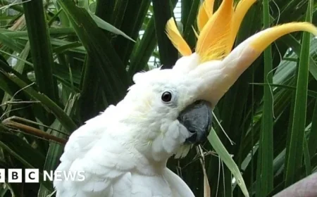 Dublin Zoo Honors Irish Striker Troy Parrott by Naming Parrot After Him
