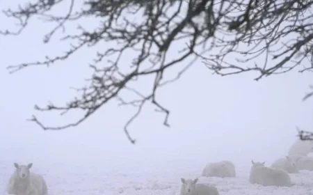 Severe Snow and Ice Alert Announced for Five Key Counties