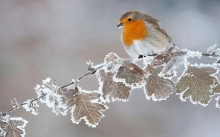 Met Éireann Alerts Five Counties with Yellow Snow and Ice Warning