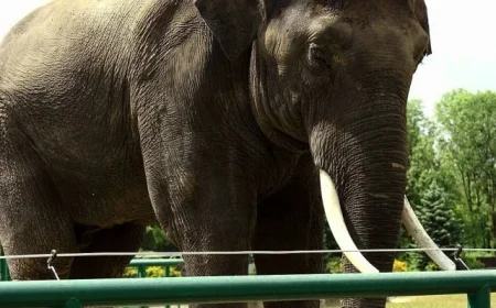 Are modern zoos still relevant today?