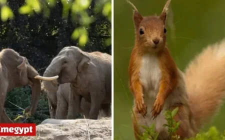 Animal Rights Activist Calls for Transforming Dublin Zoo into a Sanctuary for Native Wildlife