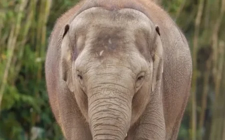 Dublin Zoo Faces Call from TD to Stop Keeping Elephants