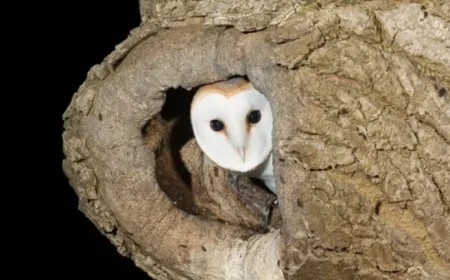 €3 Million Funding Boosts Biodiversity Projects Nationwide