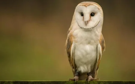 New Funding Scheme Launched for 2026 Biodiversity Projects