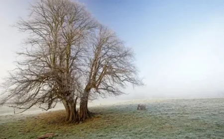 Met Éireann reveals expected date for freezing temperatures following wet and mild spell