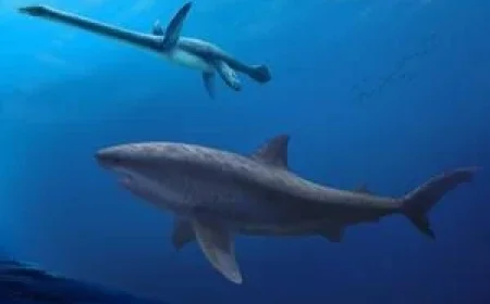 Ancient Mega-Predator Shark Roamed Australian Waters During Dinosaur Era