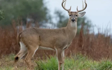 Game Commission Reports Illegal Killing of 8-Point Deer in Pennsylvania