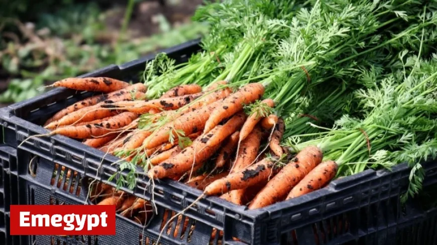 Minnesota Families Struggle as SNAP Benefits Near Expiration