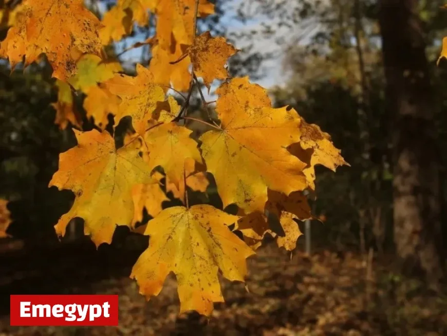 Expect Rainy Weather to Impact Chicagoland Trick-or-Treaters This Halloween