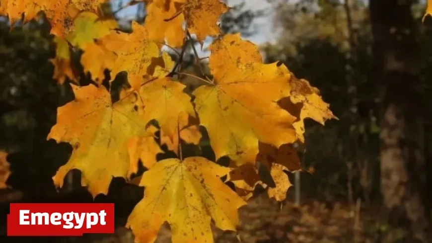 Rainy Halloween Forecast to Affect Trick-or-Treating Plans in Chicagoland