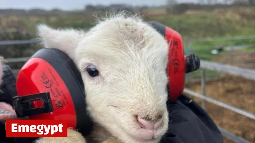 Farmer Urges Fireworks Awareness After Flock Faces Chaos
