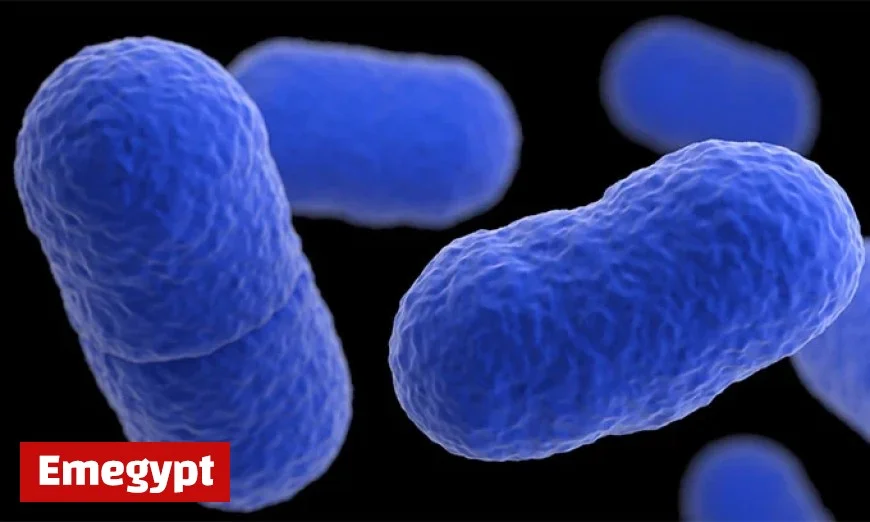 CDC Urges Consumers to Check Recalled Meals Amid Listeria Outbreak