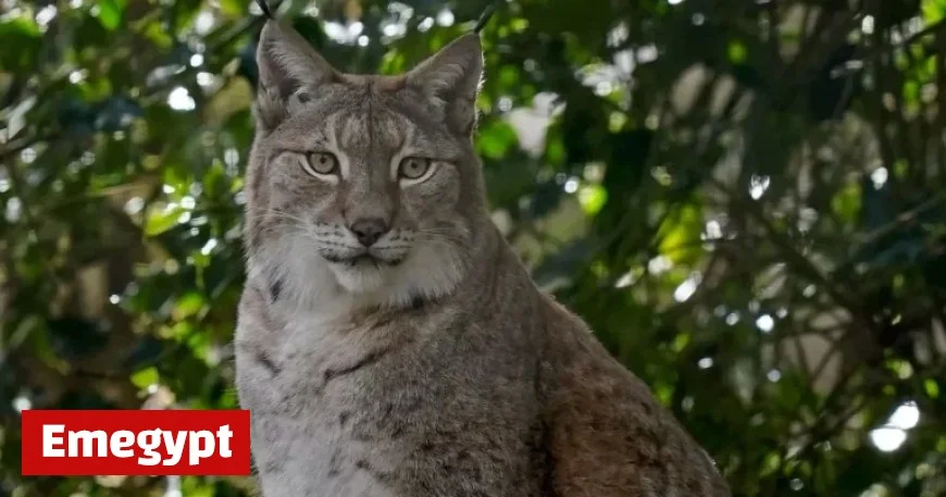 New Enclosure Unveiled Brings Northumberland Lynx Reintroduction Closer Than Ever