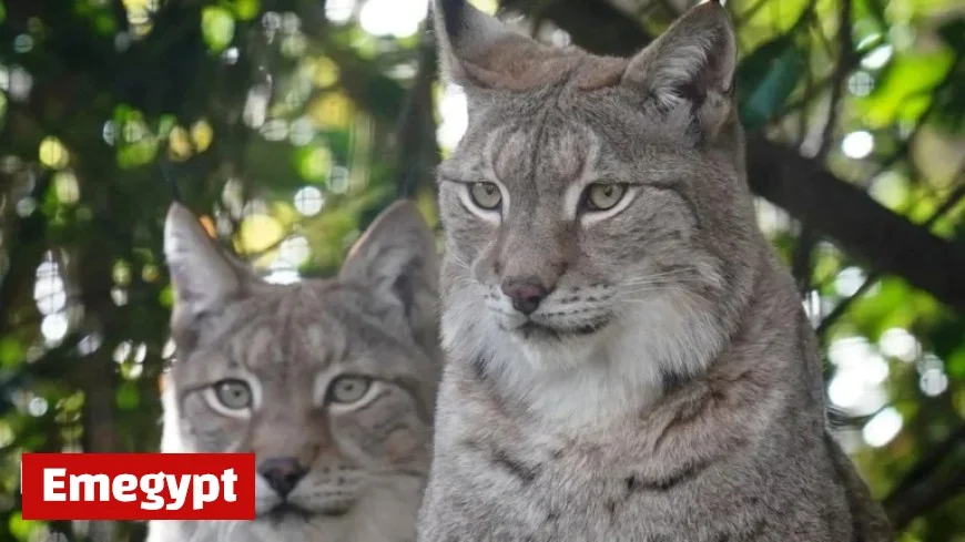 Eurasian Lynx Explore Their Brand-New Enclosure in Kent