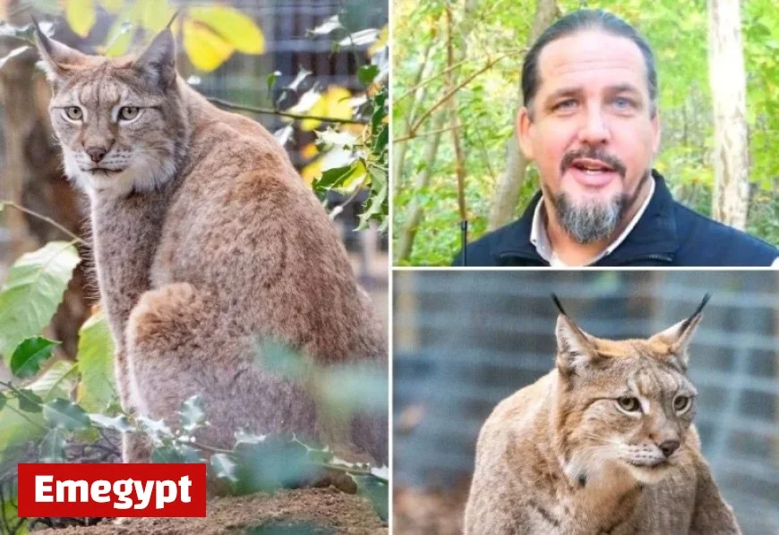 Wildwood Trust Revives Britain’s Lost Predator with New Lynx Sanctuary