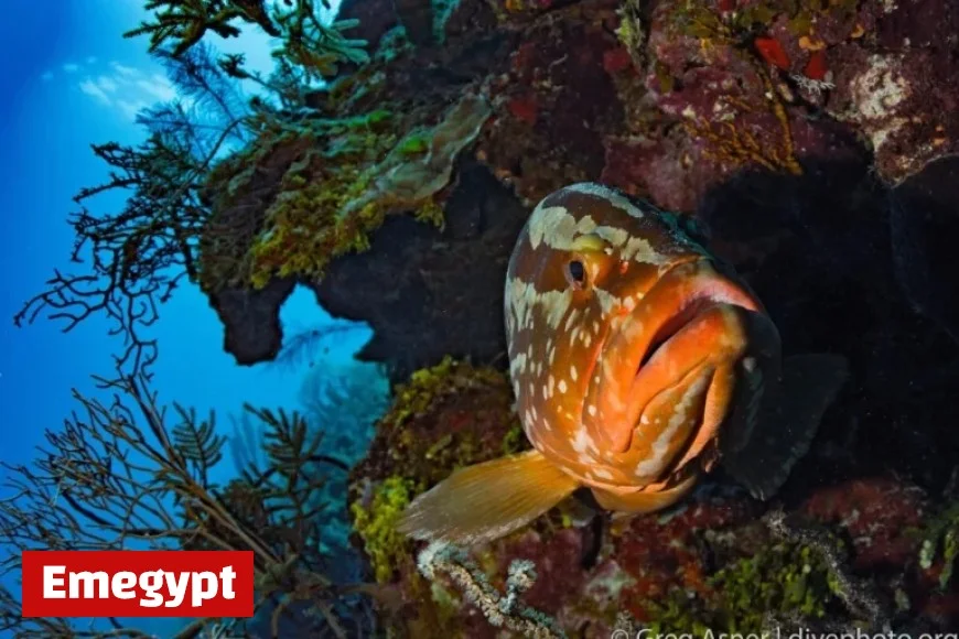 Mixed Results for Mesoamerican Reef Draw Attention to Belize’s Conservation Efforts