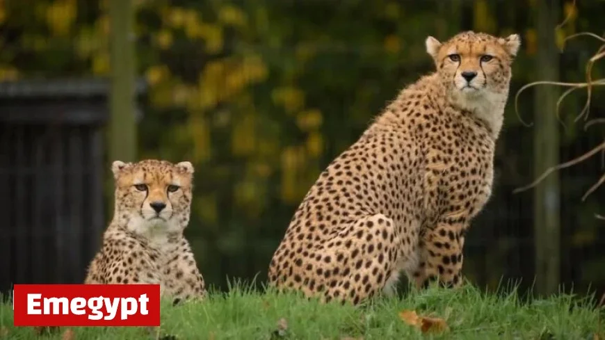 Chester Zoo’s Cheetah Cub Brothers Excitedly Discover Their New Enclosure