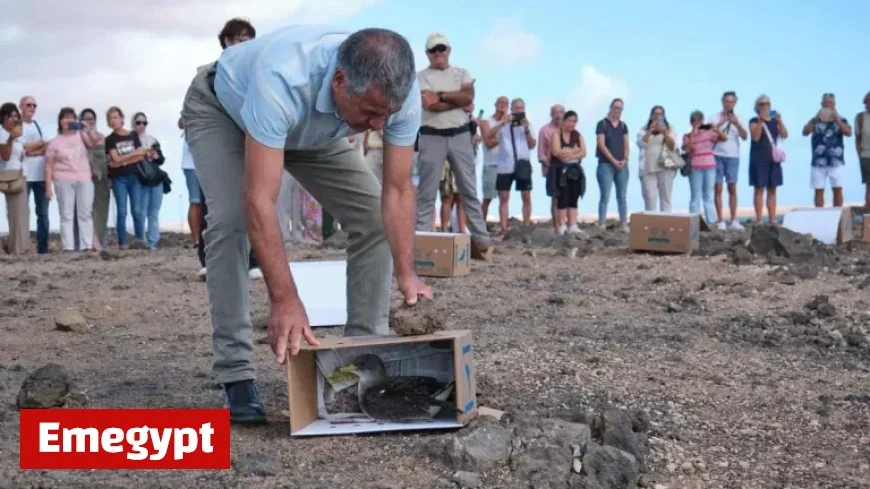Release of Rescued Yellow-Nosed Albatrosses on Fuerteventura