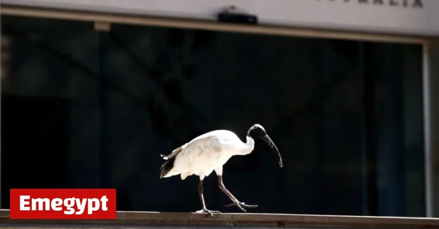 Australia’s Central Bank Holds Rates Steady, May Halt Easing