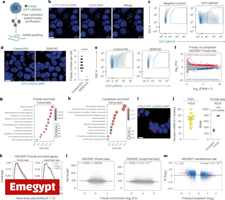How Selective RNA Sequestration in Biomolecular Condensates Guides Cell Fate Transitions