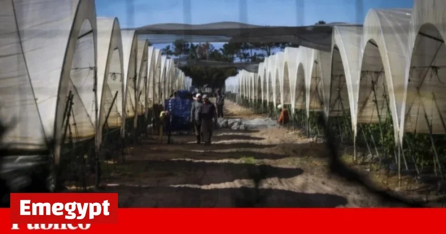 Overqualification Among Immigrants in Portugal Remains Significantly High