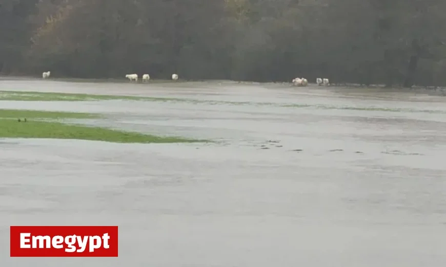 Urgent Rescue Effort for Sheep Stranded by Floodwaters in St Clears
