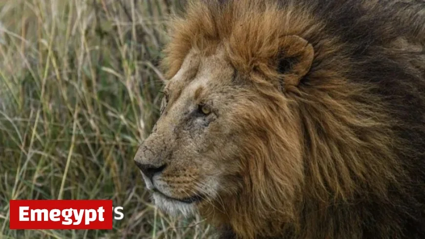 New Zealand Wildlife Park Euthanizes Two Troubled Lions
