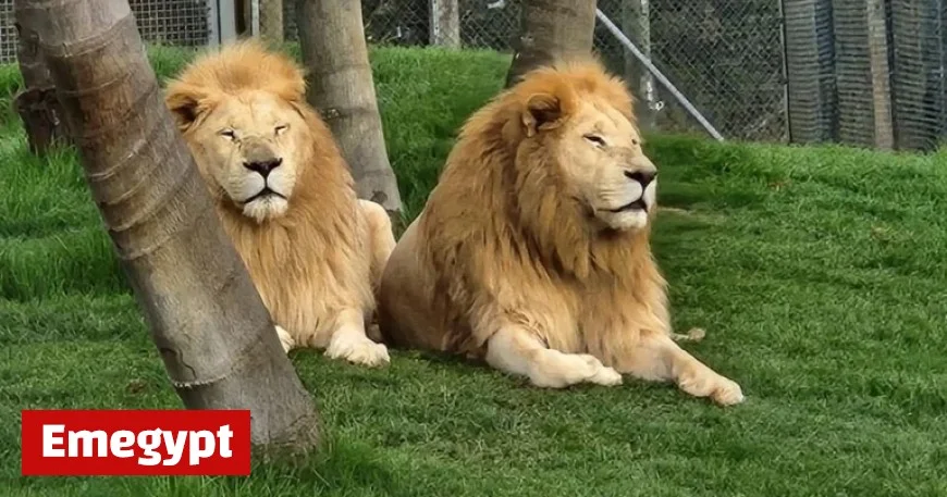 New Zealand Wildlife Park Forced to Euthanize 7 Lions Amid Financial Crisis