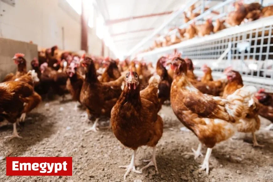 Poultry Farmers Advised to Shelter Birds Immediately Ahead of Upcoming Housing Mandate