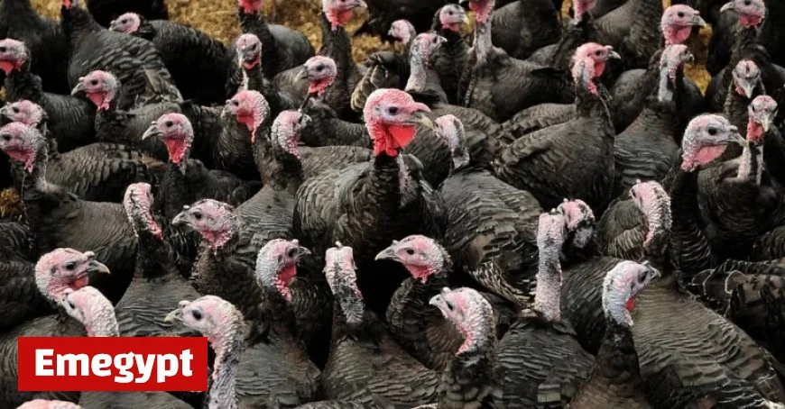 Cork Farmer Alerts Public to Potential Christmas Turkey Shortage Amid Rising Bird Flu Cases
