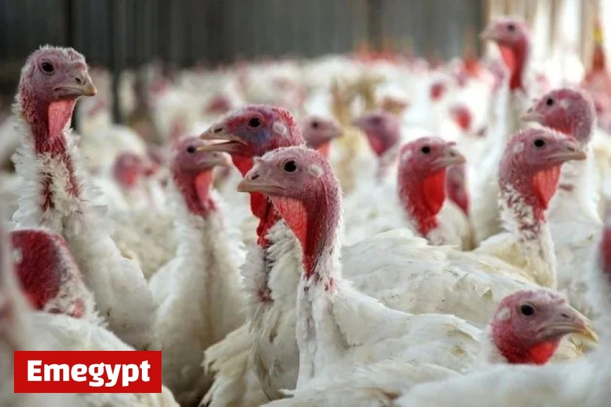 Second Avian Flu Outbreak Hits Irish Turkey Farm With Highly Contagious Strain Confirmed