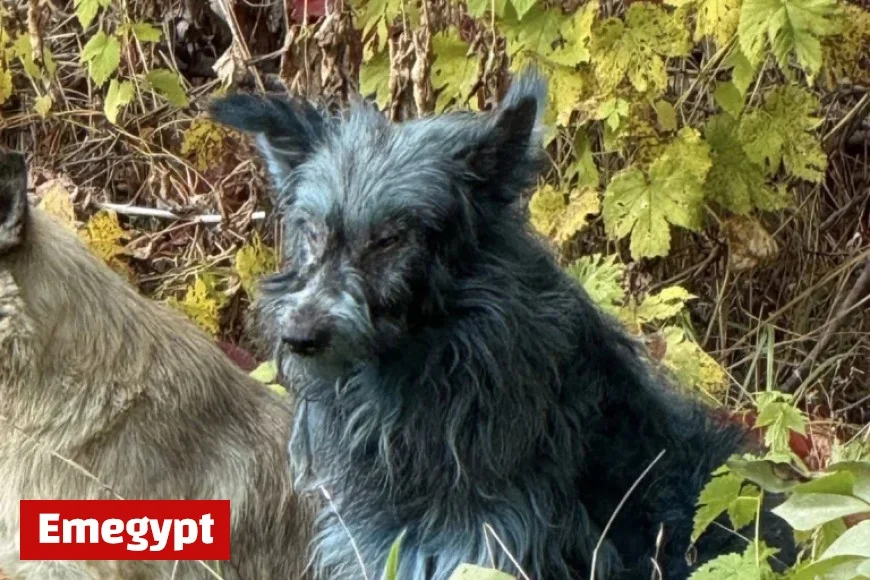 Researchers Reveal Why Chernobyl’s Stray Dogs Are Turning Blue
