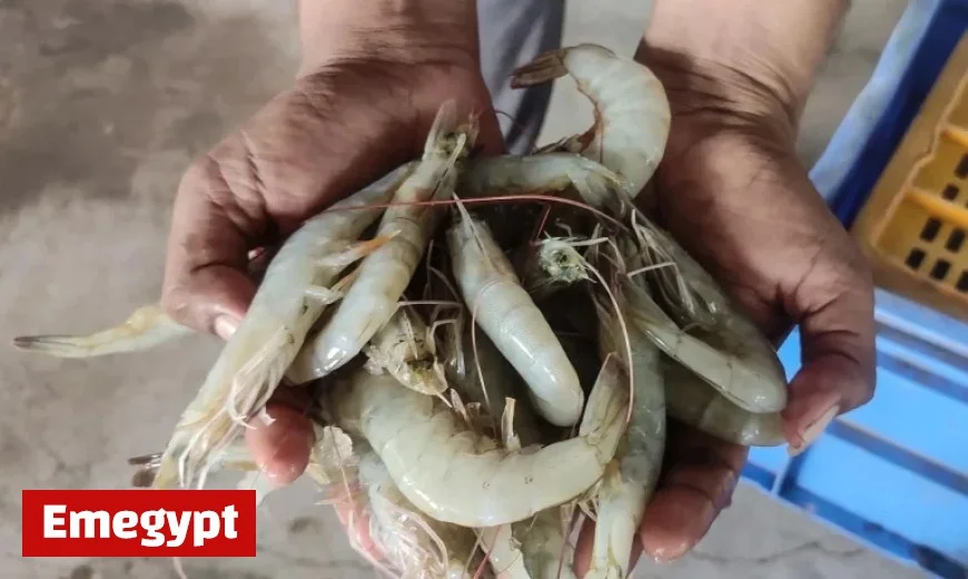 India’s Position as World’s Second-Largest Shrimp Producer Faces New Threats