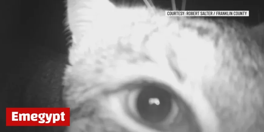 Trail Camera Captures Bobcat and Wildlife in Franklin County