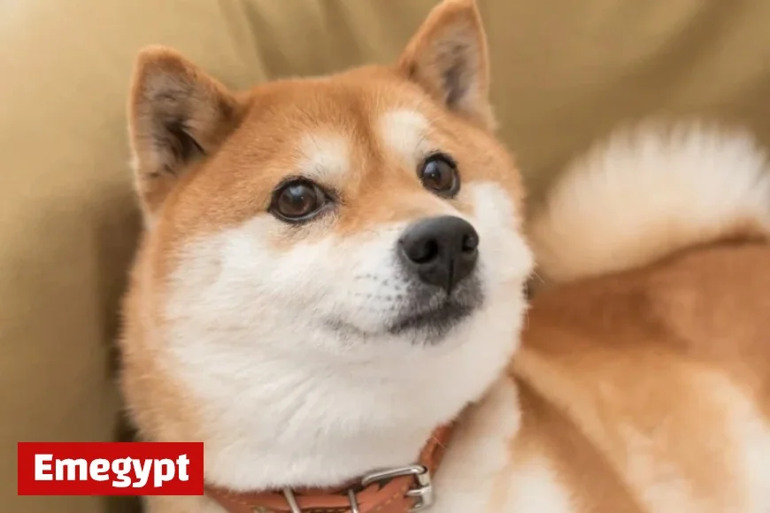 Dogecoin vs Shiba Inu: Which Under $1 Cryptocurrency to Buy?