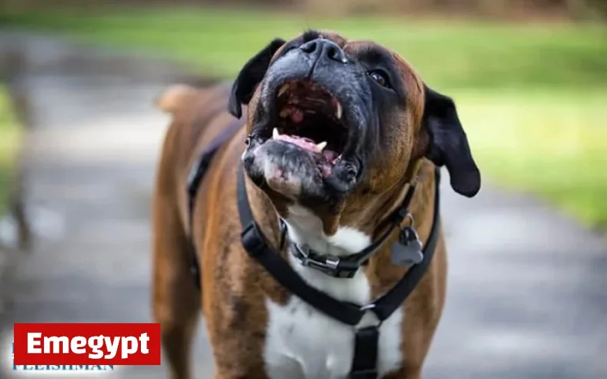 Recover Fair Damages with a Charlotte Dog Bite Compensation Lawyer