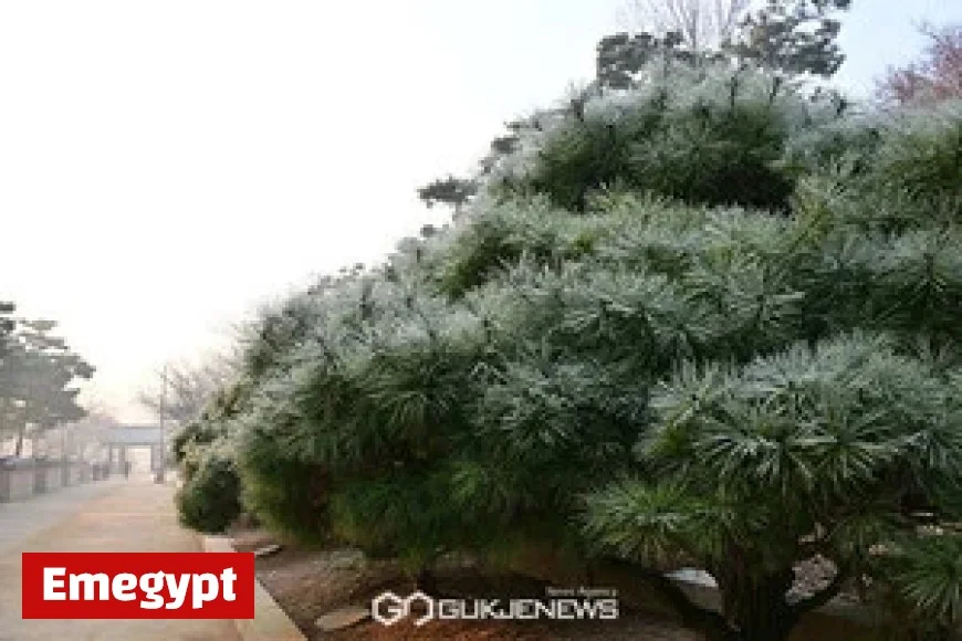 Weather Alert Dense Fog Reduces Visibility to Under 200m in Honam Region Icy Roads and Hazardous Driving Conditions