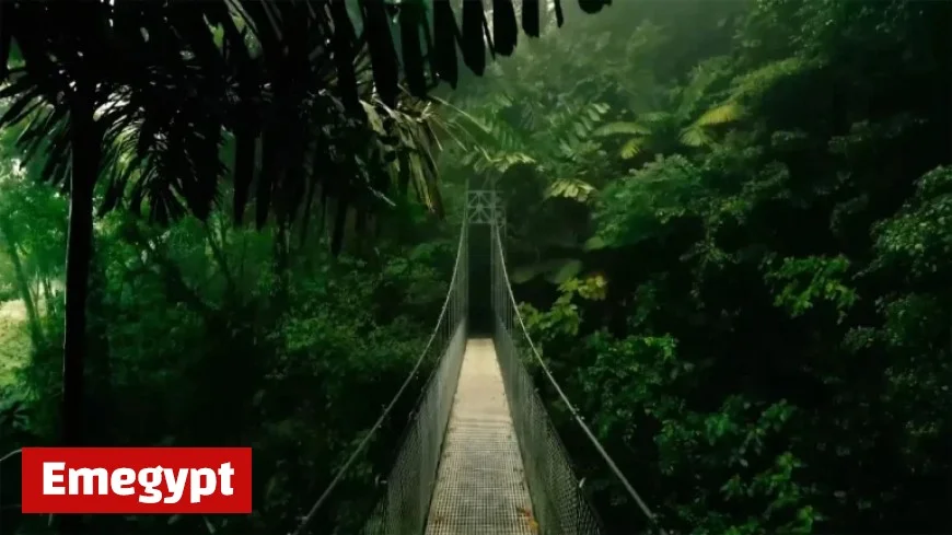 Discover the Jungle Filming Location of I’m A Celeb