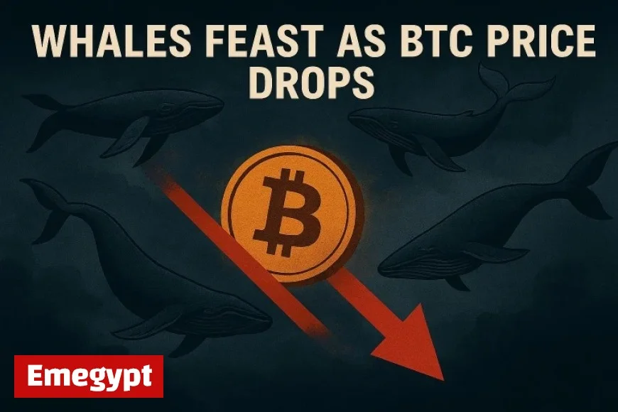 Bitcoin Whale Numbers Surge Amid Price Drop as Bitcoin Hyper Prepares for Increase