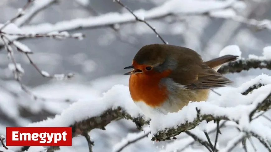 UK Braces for Snowfall Today with Rapid Temperature Drop Across the Country
